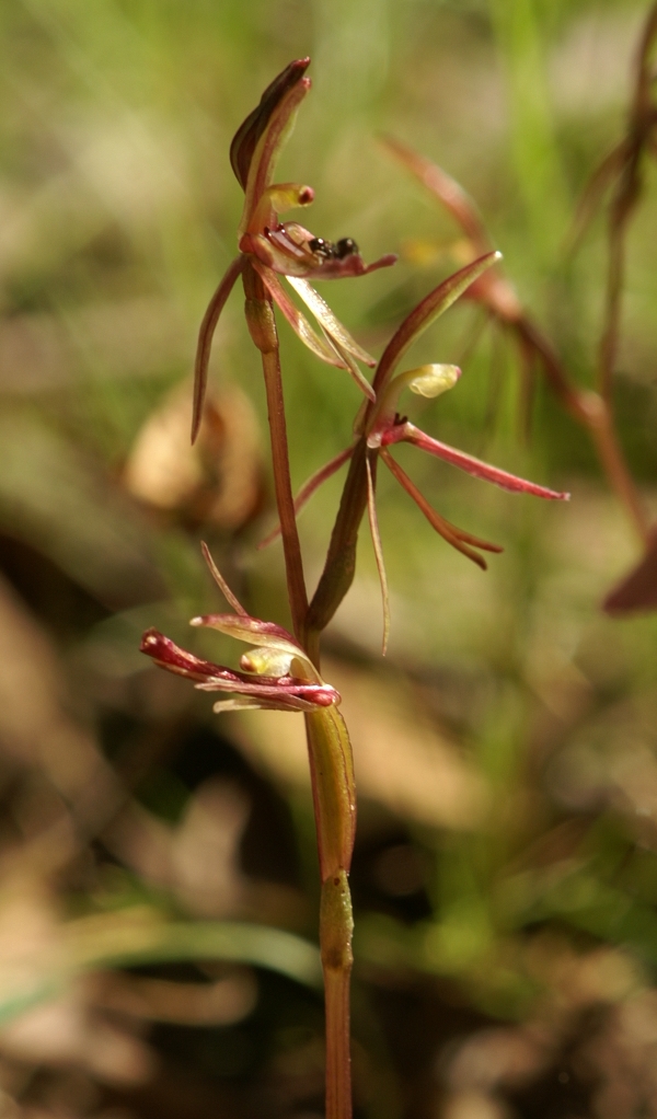 Cyrtostylis reniformis